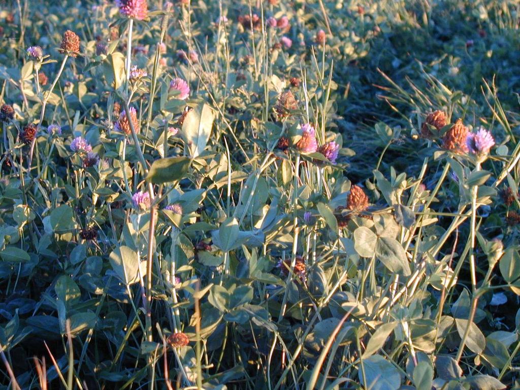 Klöverröta (Sclerotinia trifoliorum Erikss) Stjälk