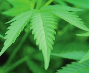 Cannabis är den största gruppen av illegala droger i landet och har ökat i popularitet de senare åren. Det gäller framför allt marijuana.