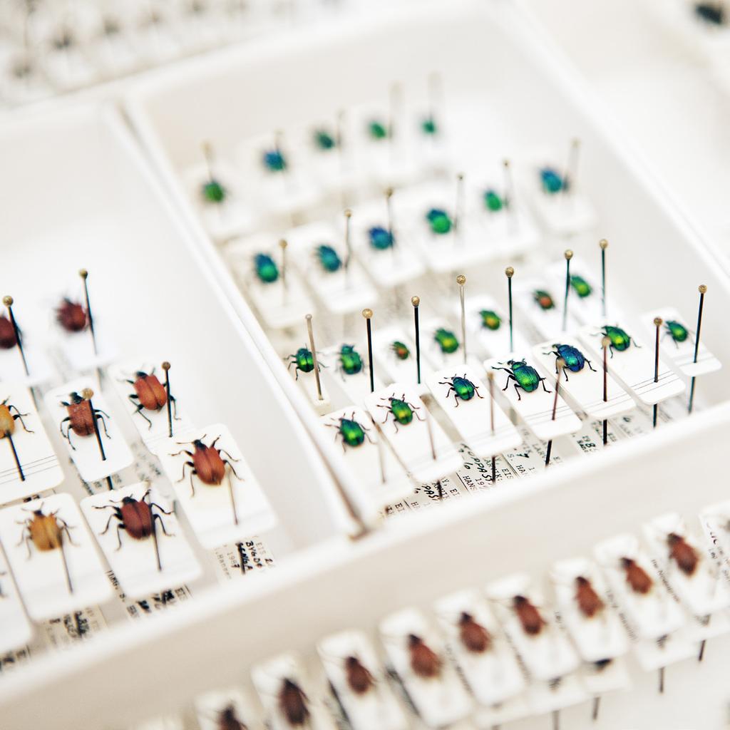 Vi bygger infra struk tur för art informa tion Artprojekten bidrar till att bygga upp och vidareutveckla nationell och internationell infrastruktur om biologisk mångfald, med kvali tetssäkrad