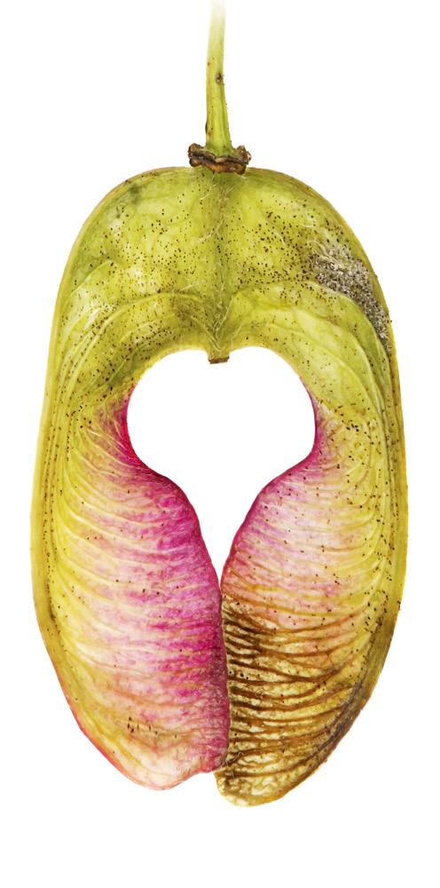 Svenska och norska artprojekten De två artprojekten är av central betydelse för naturvården i både Sverige och Norge.