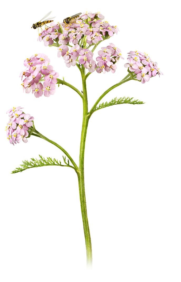 Omslagsbild: Omalus puncticollis. Foto: Alexander Berg (CC BY 4.
