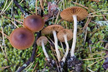 Omkring 80 % av de nya arterna är insekter och andra land- och vattenlevande ryggrads lösa djur, och cirka 20 % är alger, mossor och svampar (inklusive lavar).