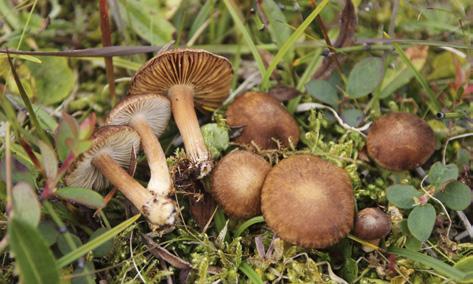 FORSKARINTERVJU: Ellen Larsson Vem är du och vad gör du? Jag är docent i systematik och biodiversitet vid Göteborgs universitet.