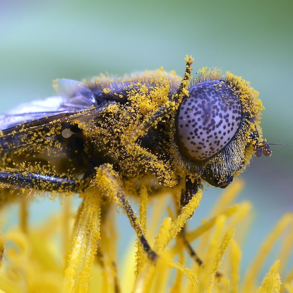 Pollinatörerna Många insekter utför ovärderliga ekosystemtjänster genom att de pollinerar växter.