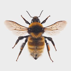 De viktigaste pollinatörerna i Sverige och Norge är steklar (bin, humlor, getingar, etc.), tvåvingar (i synnerhet blomflugor), skalbaggar och fjärilar.