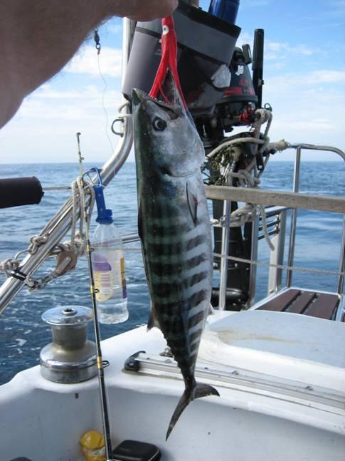 Stora havets glupska fiskar gillar grälla imitationer av bläckfiskar och liknande.