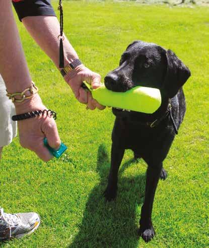 Gripa och hålla fast Gripa och hålla fast Lek igång hunden och backa sedan ifrån den så att den följer efter dig med leksaken i munnen. Håll i leksaken och fortsätt leka med hunden medan du backar.