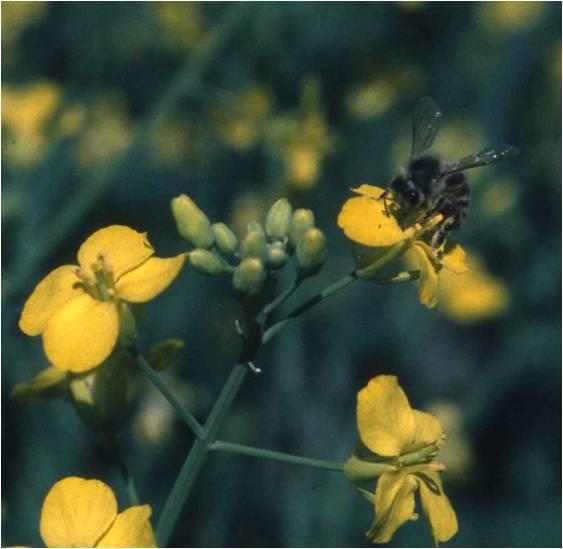 insekter humlor tambin andra insekter blomflugor