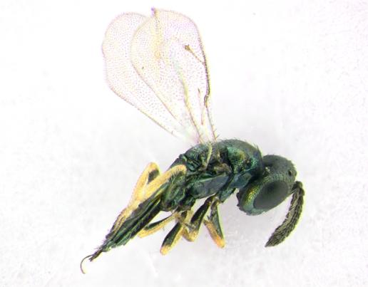 Biologisk kontroll av klöverspetsvivel Parasitsteklar angriper klöverspetsvivelns larver