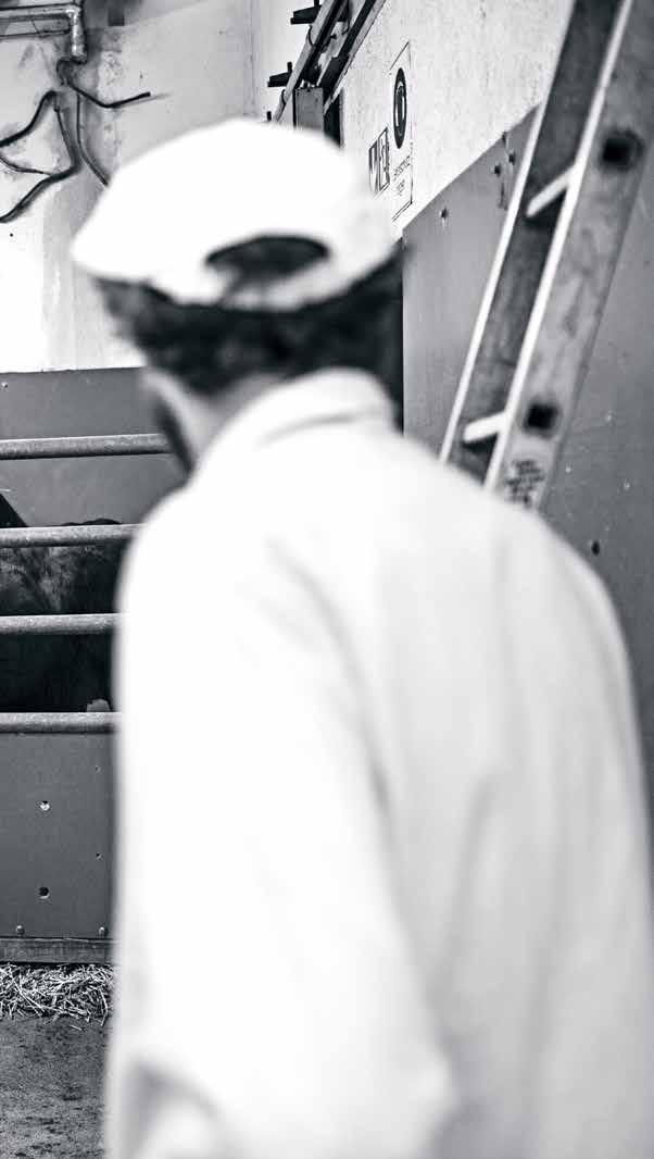 FÖRÄDLING AV SLAKTVARMT KÖTT DEN BORTGLÖMDA FRAMTIDEN TEXT Tobias Karlsson FOTO Stéphane Lombard KÖTT KAN FÖRÄDLAS TILL CHARKUTERIER DIREKT EFTER SLAKT UTAN KYLLAGRING.