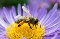 67 3.2.18-5243/15 Vallens bi-effekter - Hur kan åtgärder som gynnar pollinering förenas med produktion av bioenergi och foder?