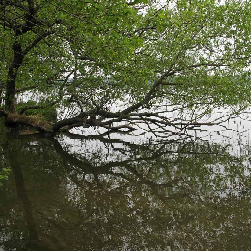 Om 80 år kan saltvatten hota dricksvattenkvaliteten i östra Mälaren.