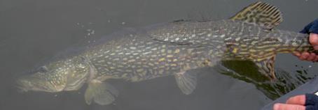 Bilaga 5. Återutsättning av fisk Det kan finnas flera anledningar till att en fiskare släpper tillbaka fångad fisk.