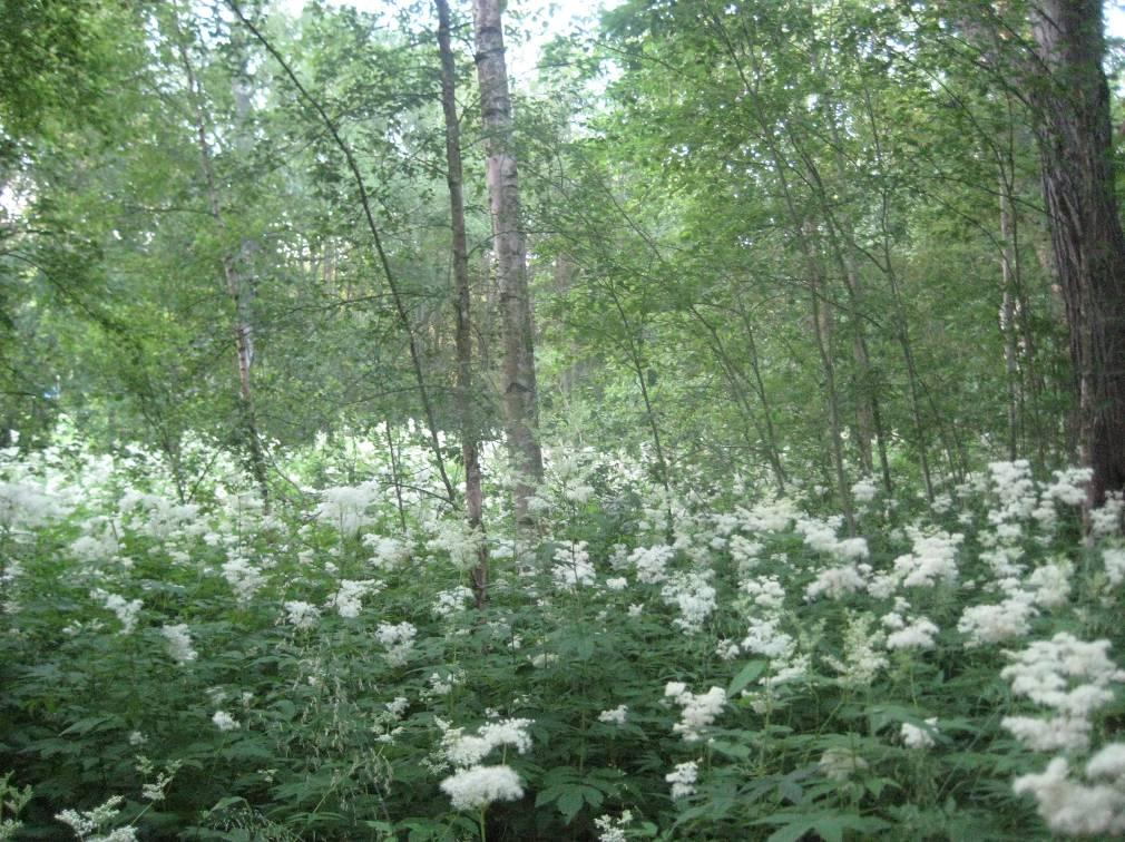 298, STST 2017-09-18 16:00 / :s bilaga: Bilaga 298 B, stst 18.9.2017 NATURINVENTERING AV DETALJPLANEOMRÅDET FÖR ALHEDA I JAKOBSTAD ALHEDAN PIENVENESATAMAN ASEMAKAAVA-ALUEEN LUONTOSELVITYS BILAGA 2 LIITE 2 Bild 3.