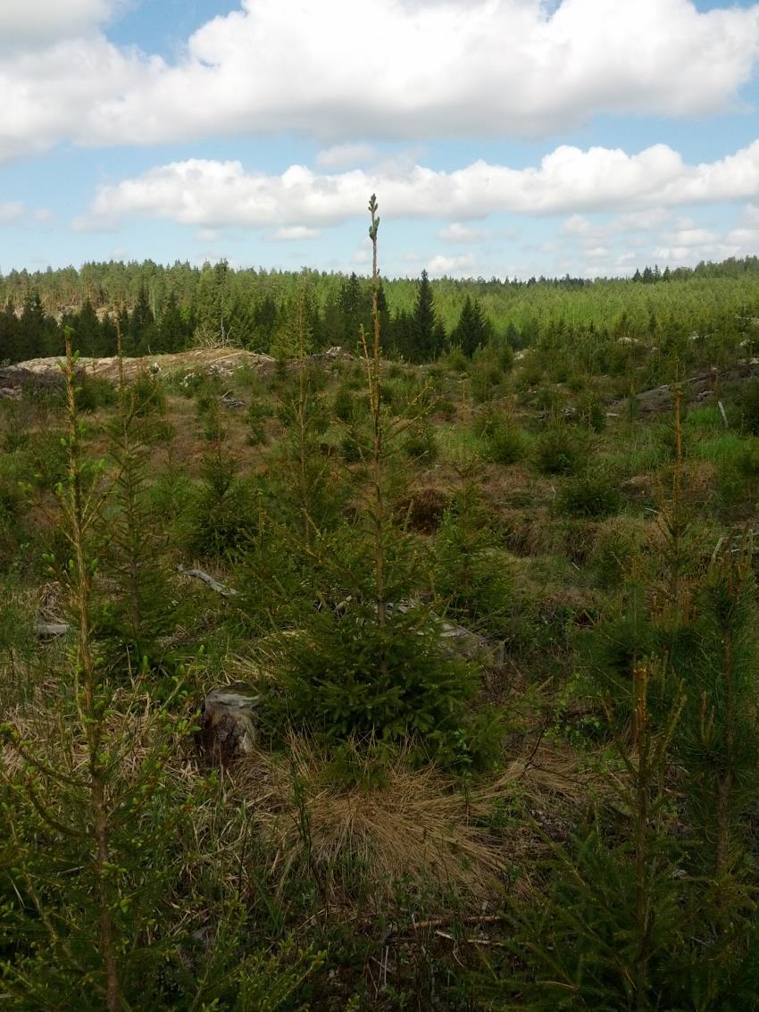 beror främst på att gran och björk bör odlas på bördiga marker på vilka konkurrensen från annan markvegetation är väldigt stor (Harstela 2006 s.24-25). 9 5.