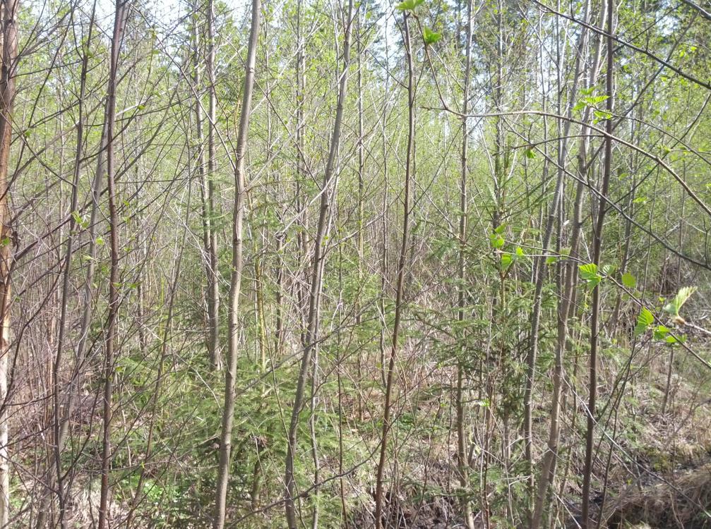 32 Den andra stora faktorn som drar ner på kvalitet är de övertäta och oskötta plantskogarna. Dessa är sådana plantskogar i vilka tillväxten eller kvalitet på plantorna tydligt blivit nedsatt p.g.a. av att beståndet inte sköts i tid.