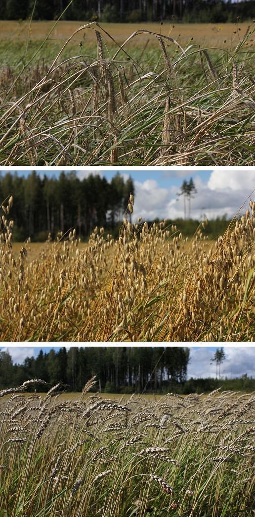 Skörd 24.