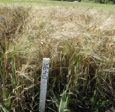 Åland 2014, Korn Jordart var grovmo, mull, förfrukten ettårig vall. Som grundgödsling användes den ettåriga vallen och 200 kg/ha Erikoisviljo (8-4-2).