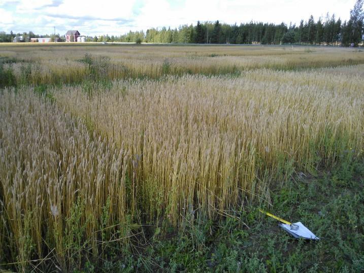 ProAgria samarbete sommar 2014 ProAgria fick pengar från Luomusäätiö för ekosortförsök sommaren 2014 Följde samma plan