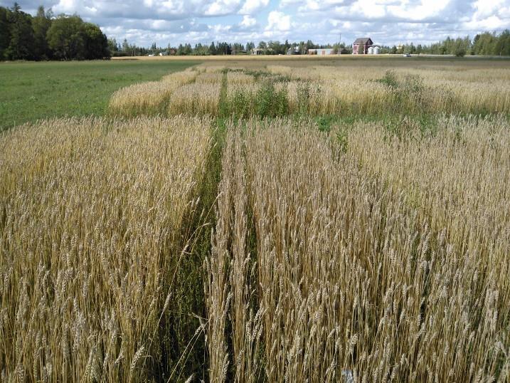Vårvete 2014 Varierande skördar: Mellilä medelskörd på 1465, E-S 1287, Gammelby