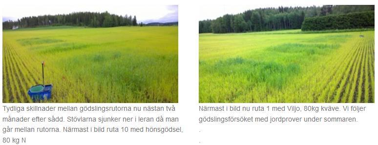 24 juni. Två månader har gått sedan sådd av ekosortförsöken. Midsommaren var sval och regnig och våra försök i Gammelby hade nu fått ca 200 ml regn.