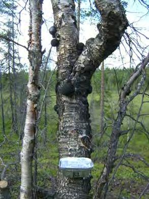 Enda undantaget var Sikören där det inte fanns några brandskadade björkar, en lokal med fem fällor på gran och 10 på brandskadad tall.