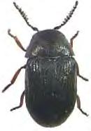 Kantad kulshalsbock (Acmaeops marginata, VU) från Stor-Holmträsk i Lycksele lappmark. Foto förf.