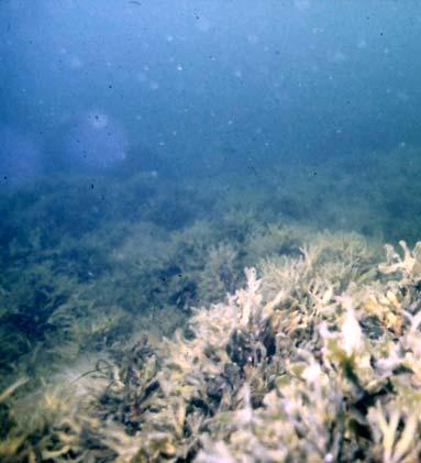 Förändringar i täckningsgrad och artförekomst hos de grunda vikarnas vegetation synes vara effekter av landhöjning, lokal näringstillförsel, båttrafik och, i hög grad, vattenstånd och isförhållanden