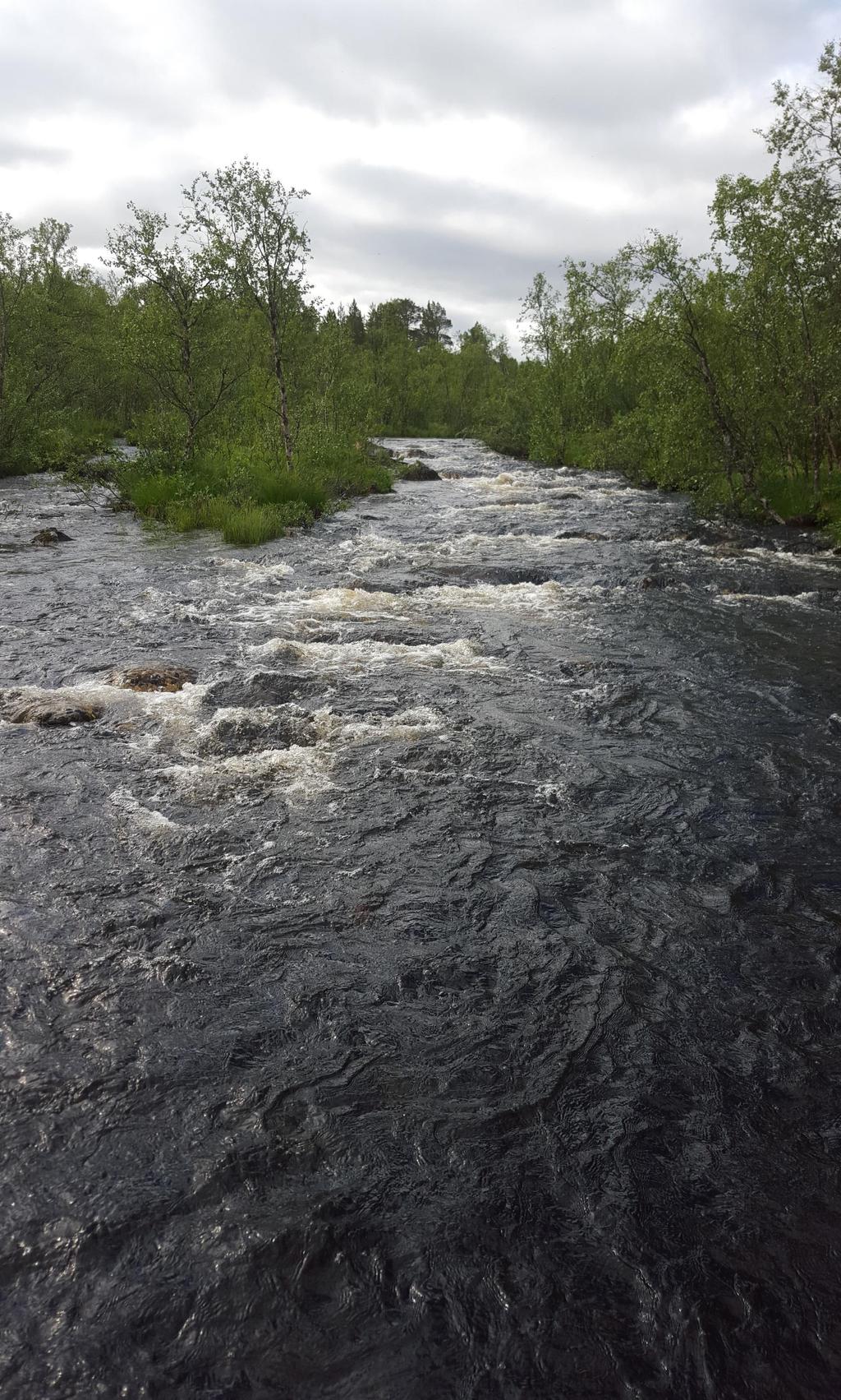 PMBiotopkartering och inventering av flodpärlmussla i