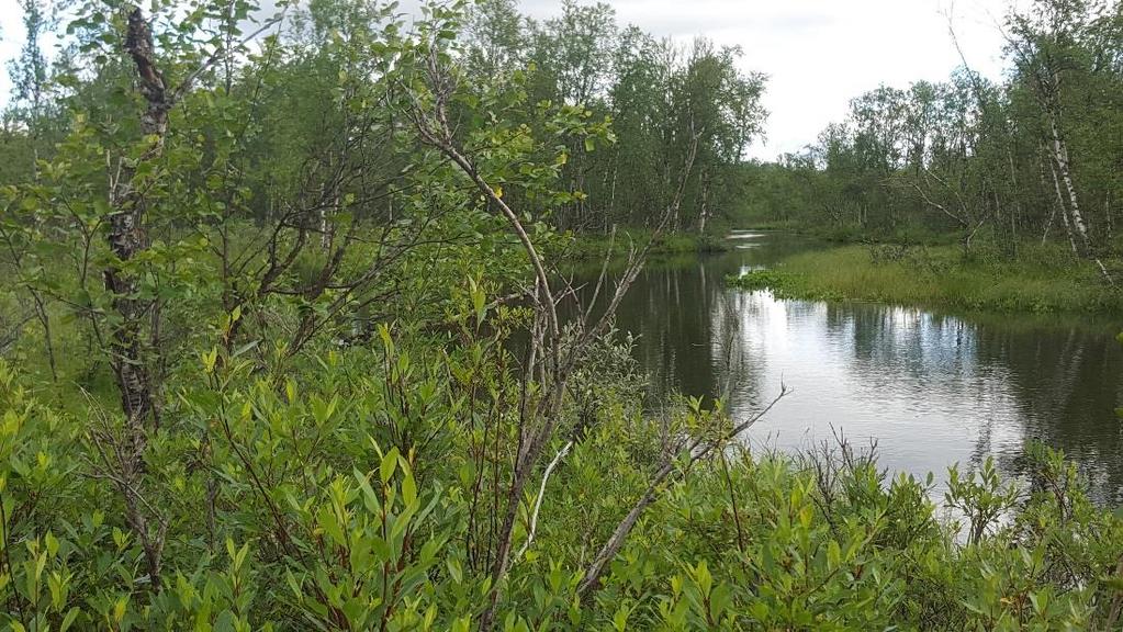Miljöbeskrivning omgivande biotop (strandzonen): Strandzonen längs hela bäcken är förhållandevis homogen och består huvudsakligen av en gles björkskog med inslag av vide (lappvide/grönvide) och ett