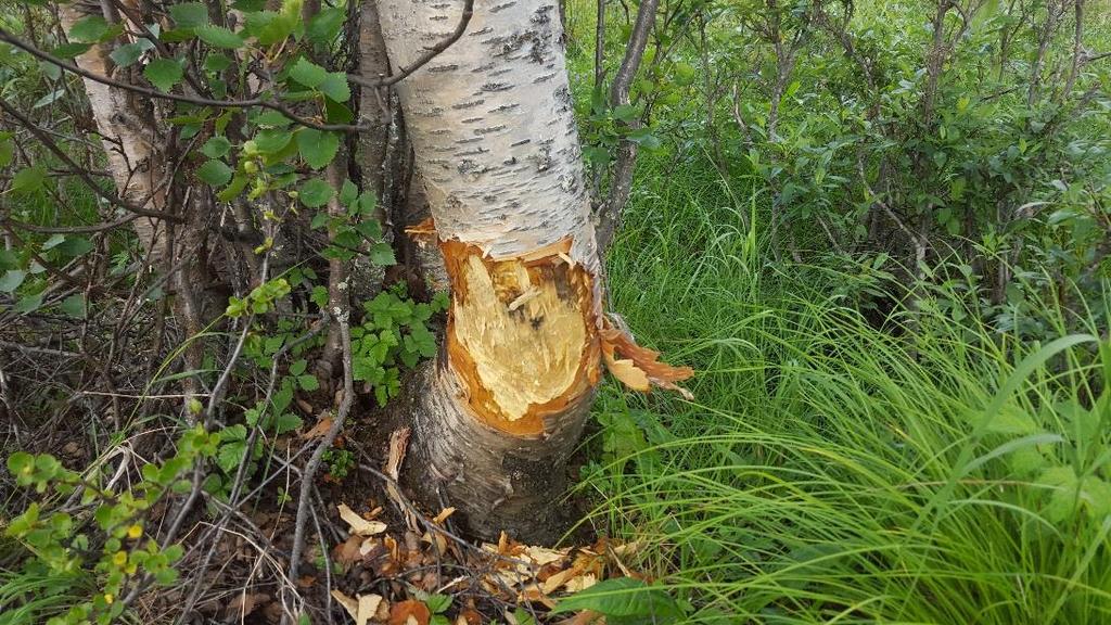 Stora delar av den strandnära björkskogen översvämmas under högvatten och här växer höga tuvor av styltstarr (hundstarr).