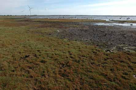Låglänta strandängar viud Näsudden med både rik flora och fauna. Foto: Mganus Martinsson.