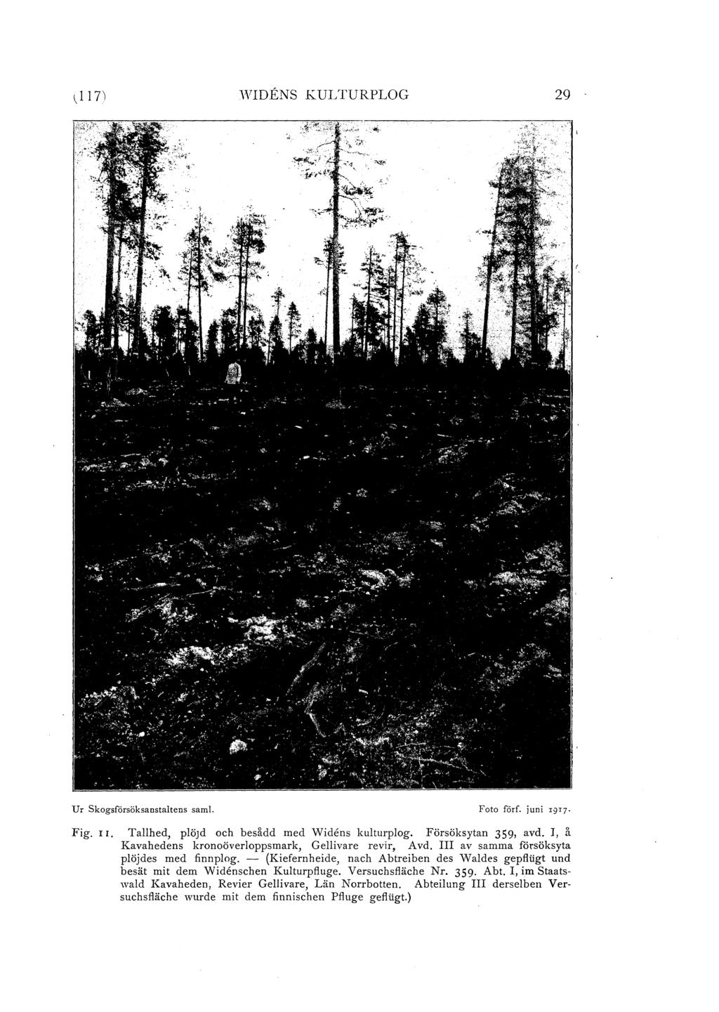 ) 17) WIDENS KULTURPLOG 29 Ur Skogsförsöksanstatens sam. Foto förf. juni I9I7 Fig. I 1. Tahed, pöjd och bes!dd med W idens kuturpog. Försöksytan 359, avd.