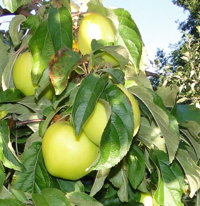 K-1430 Beskrivning av frukten: K-1430 ger stora (se diagram 3) platta äppel med grön - gul färg, fast fruktkött och syrlig smak. Syrlig Plockmognad I början på oktober.