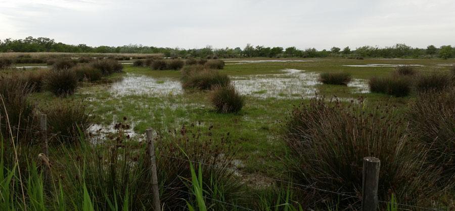 Marais du Vigueirat. Foto: Richard Ottvall hinna se fågeln ordentligt. Kungsfiskare förgyllde vandringen runt våtmarkerna. På eftermiddagen erbjöds stadsvandring i Arles med bl.a. van Goghs självporträtt alternativt en skådartur vid våtmarken Mas d Agon med aftonfalk och rödvingad vadarsvala.