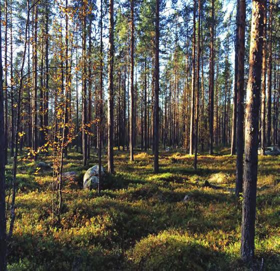 Skogsfastighet i Stenträsk Obebyggd skogsfastighet med all mark samlat i ett skifte, 35 kilometer SV om Jokkmokk. Jakt- och fiskerätt samt andel del i Jokkmokks allmänning medföljer.