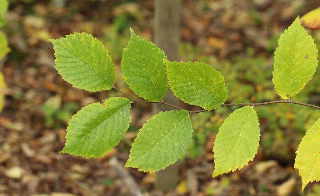 reduces xylem endophytic fungi presence in elms (Ulmus spp.)., PLOS ONE 8(2): e56987. Martín JA, Solla A, Venturas M, Collada C, Domínguez J, Miranda E, Fuentes P, Burón M, Iglesias S & Gil L. 2015a.