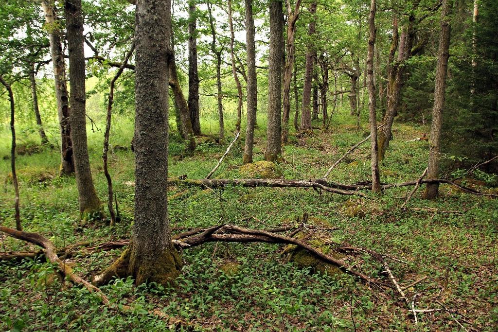 Figur 17. Svämlövskog vid Vedön, Färnebofjärdens nationalpark. Foto Peter Ståhl.