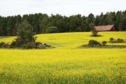 LRF skogsägarnas Vision: 20 % ökad tillväxt på 50 100 års sikt LRF Skogsägarna - metoder Markberedning och naturlig föryngring (på lämpliga marker) Förädlade plantor, (bästa möjliga) Contortatall,