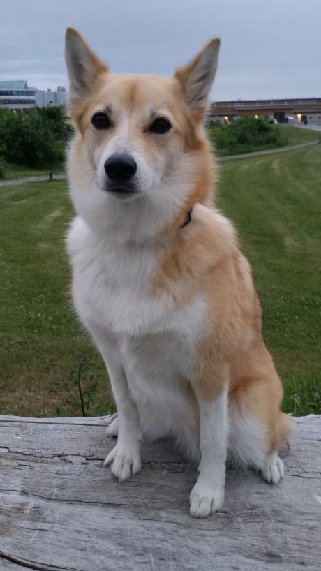 Fakulteten för veterinärmedicin och husdjursvetenskap Hunden som modell för ärftlig retinopati hos människa En litteraturstudie om hunden som modelldjur och dess betydelse för identifiering och