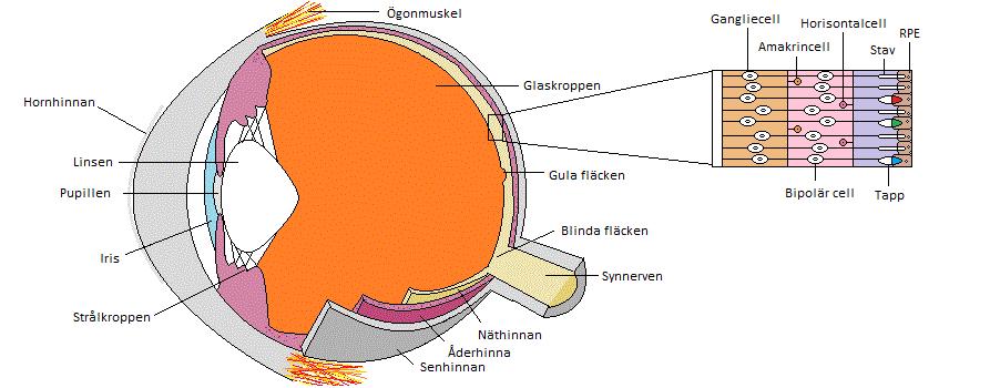 Figur 1. Schematisk bild av mänskligt öga med förstoring av näthinnan (Susanna Berger, 2017). Ljus är elektromagnetisk strålning som har både partikelegenskaper och vågegenskaper.