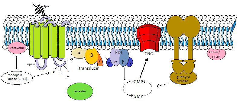 Den retinoida cykeln använder RPE för att omvandla all-trans-retinal till ny 11- cis-retinal samt att förse alla kromoforer med nya opsiner (Miyadera et al., 2012). Figur 2.