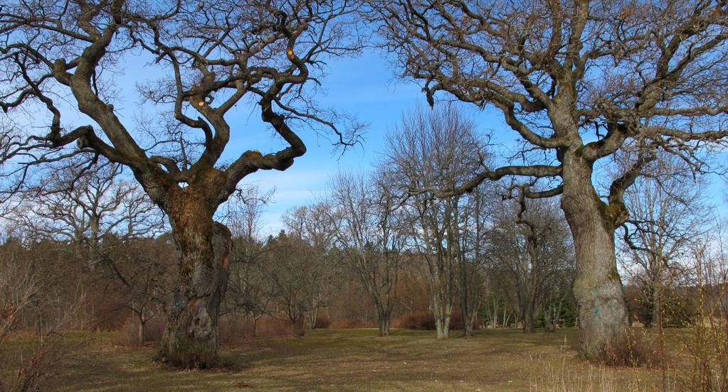Längs de sträckor där planområdet tangerar Natura 2000-området Bäcklösa planeras parkstråk med gång- och cykelvägar samt ett dike för omhändertagande av dagvatten.