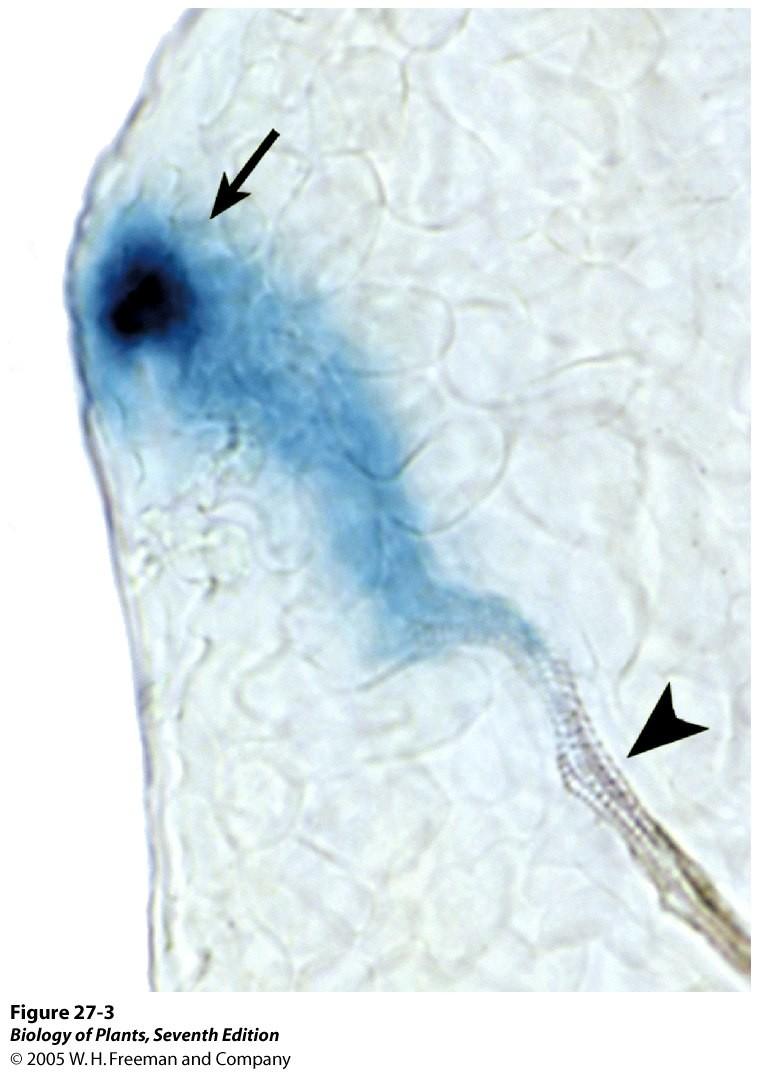 AUXIN IAA syntetiseras i vävnader med aktiv celldelning och tillväxt: Apikala skottmeristemet Unga blad Unga
