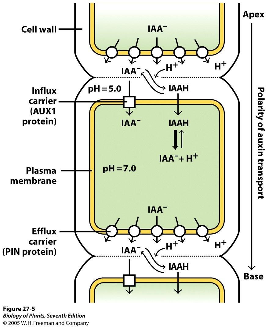 AUXIN