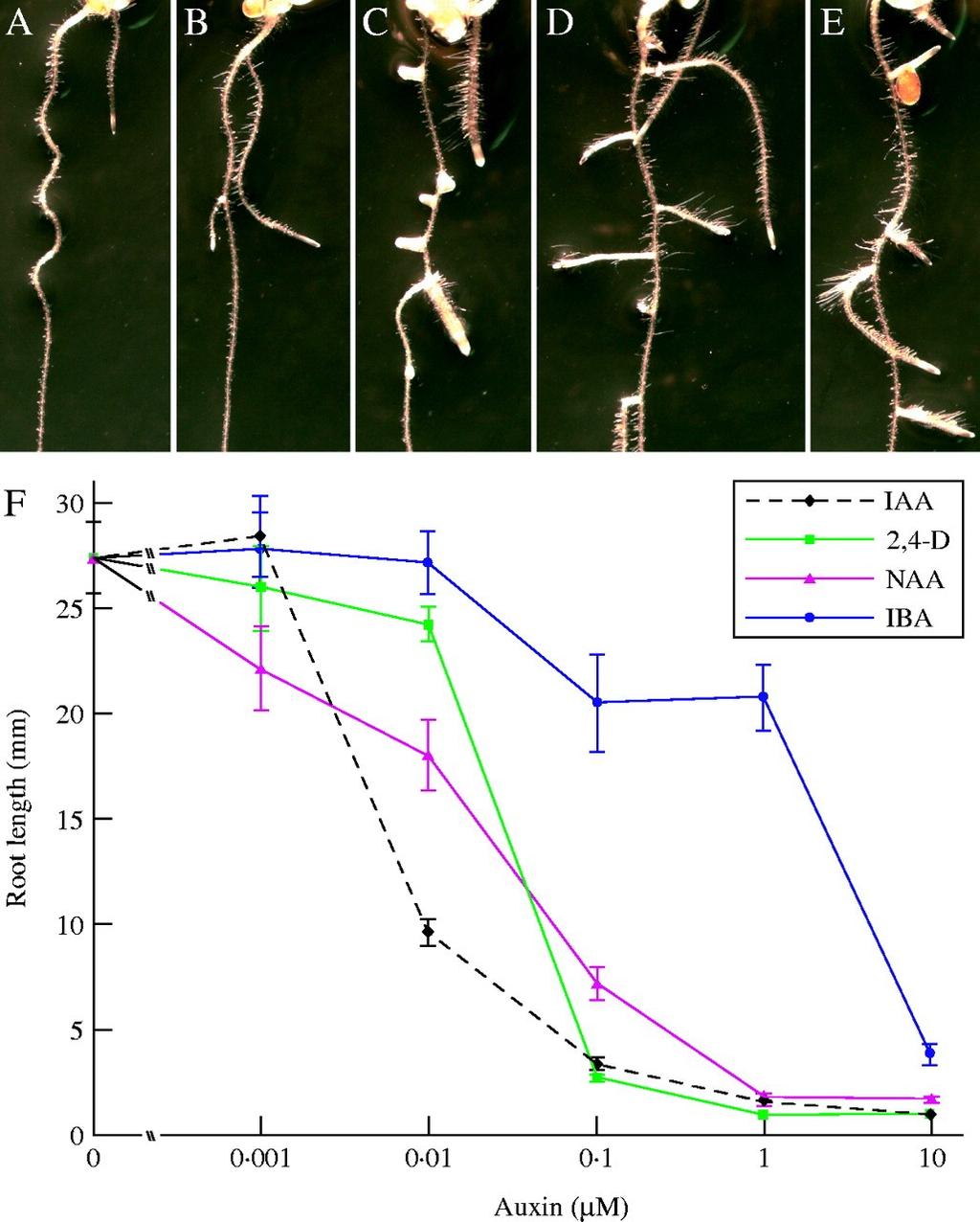 AUXIN Auxin stimulerar tillväxt av lateralrötter, men inhiberar rotelongering.