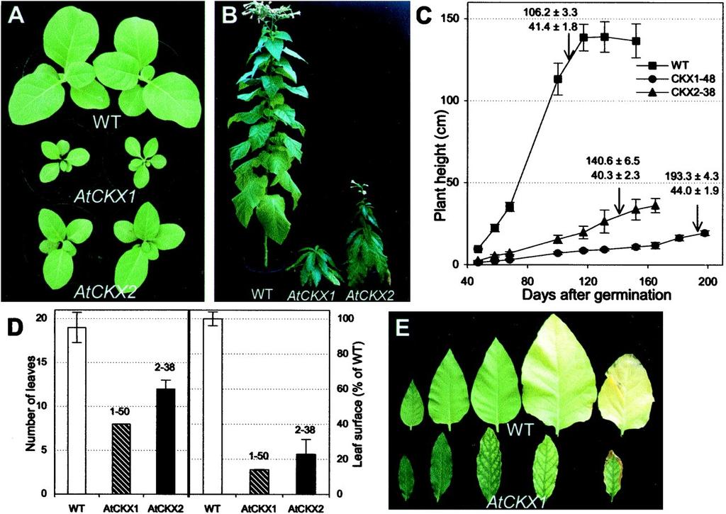 Cytokinin AtCKX1/2 =-cytokinin