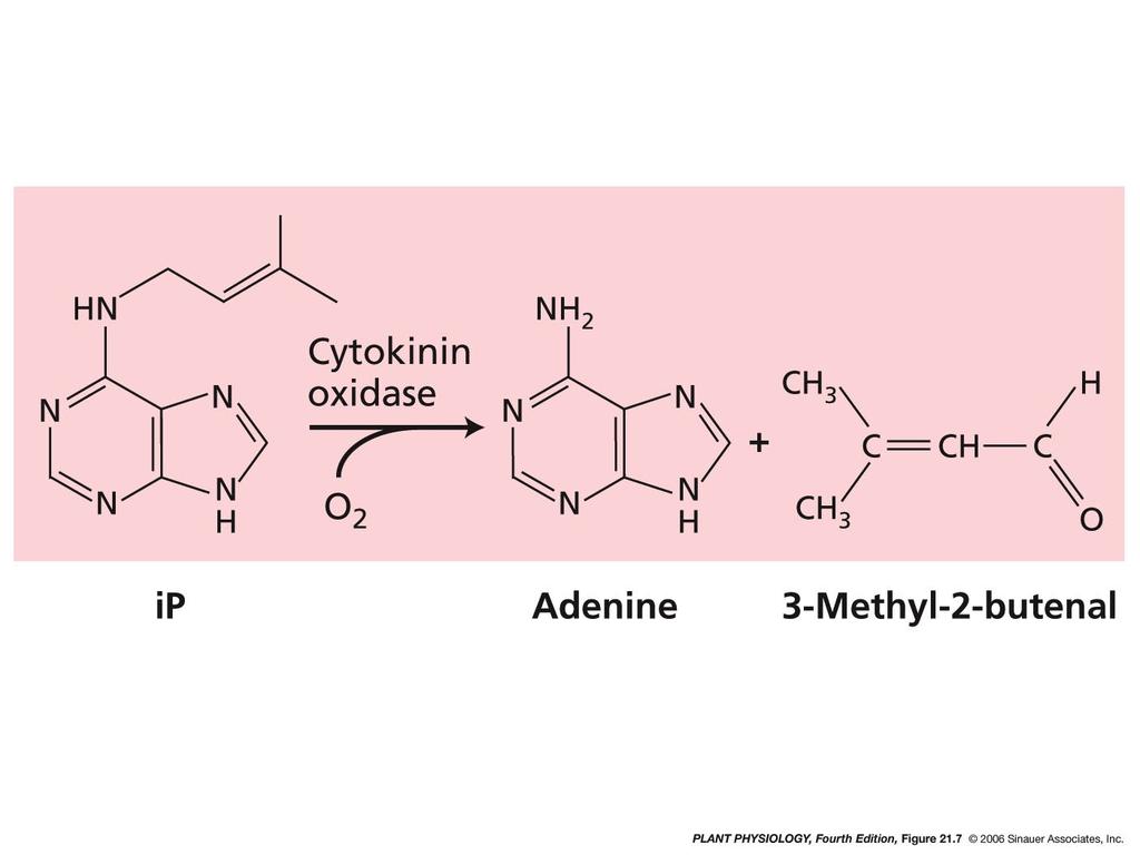 Cytokinin