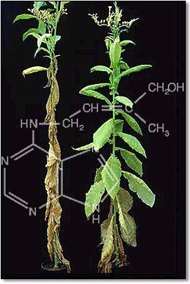 Cytokinin Inhiberar