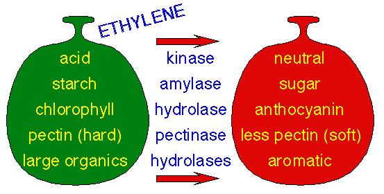 Etylen